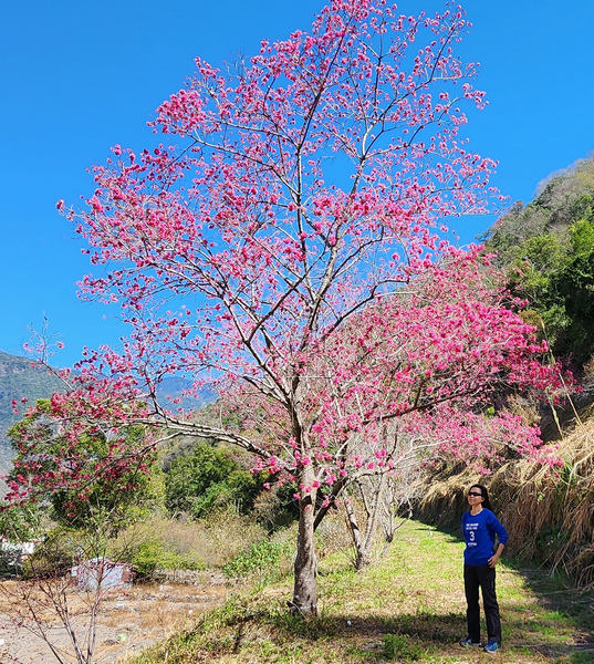 冬季的山區小旅行:南橫、福壽山、合歡溪古道 冬季的山區小旅行:南橫、福壽山、合歡溪古道