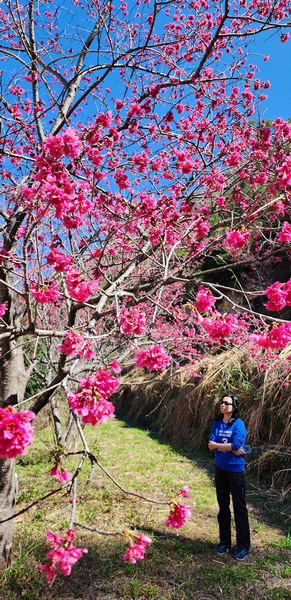 冬季的山區小旅行:南橫、福壽山、合歡溪古道