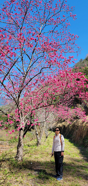 冬季的山區小旅行:南橫、福壽山、合歡溪古道