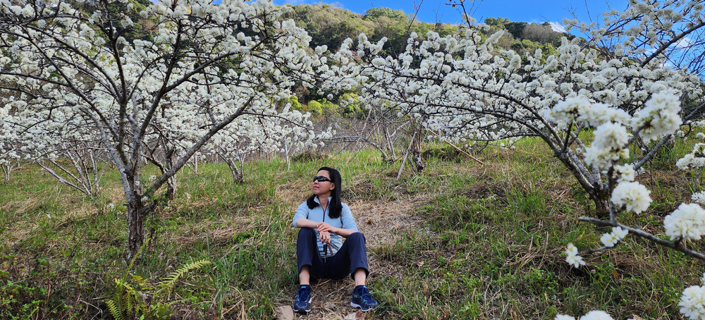 冬季的山區小旅行:南橫、福壽山、合歡溪古道 冬季的山區小旅行:南橫、福壽山、合歡溪古道