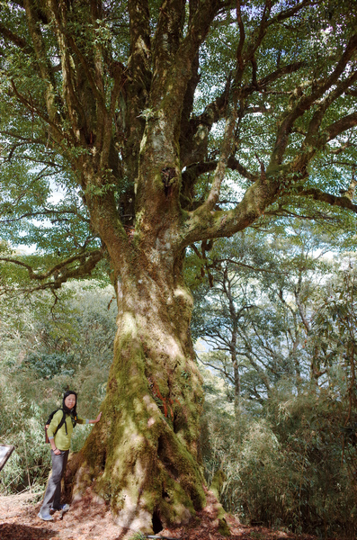 冬季的山區小旅行:南橫、福壽山、合歡溪古道 冬季的山區小旅行:南橫、福壽山、合歡溪古道