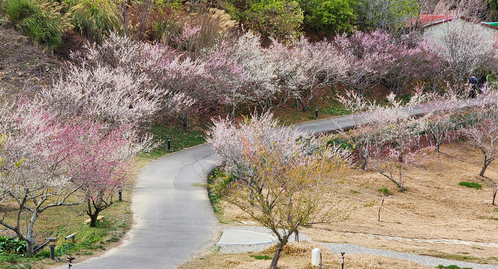 冬季的山區小旅行:南橫、福壽山、合歡溪古道 冬季的山區小旅行:南橫、福壽山、合歡溪古道