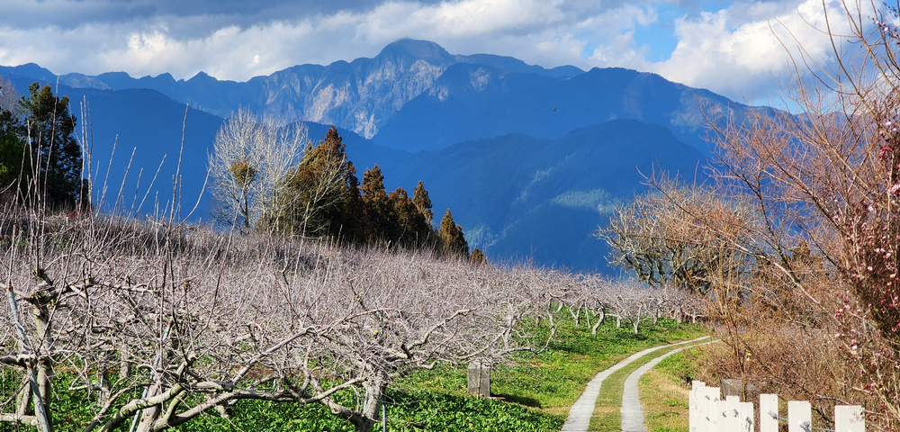 冬季的山區小旅行:南橫、福壽山、合歡溪古道