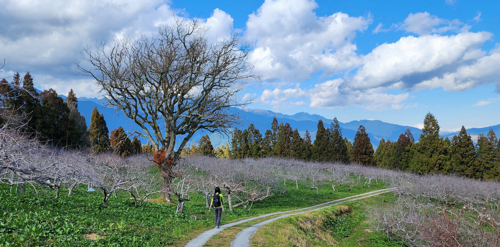 冬季的山區小旅行:南橫、福壽山、合歡溪古道 冬季的山區小旅行:南橫、福壽山、合歡溪古道