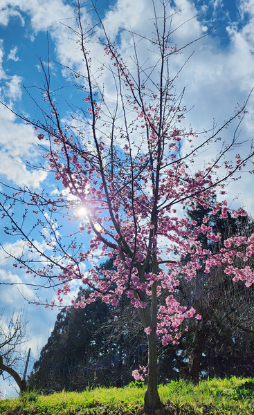 冬季的山區小旅行:南橫、福壽山、合歡溪古道 冬季的山區小旅行:南橫、福壽山、合歡溪古道