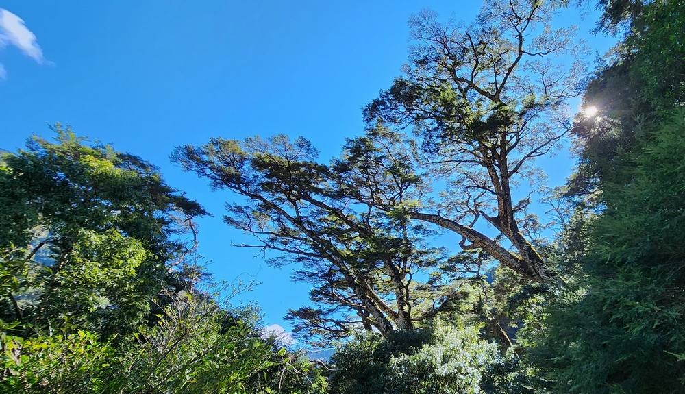 冬季的山區小旅行:南橫、福壽山、合歡溪古道 冬季的山區小旅行:南橫、福壽山、合歡溪古道