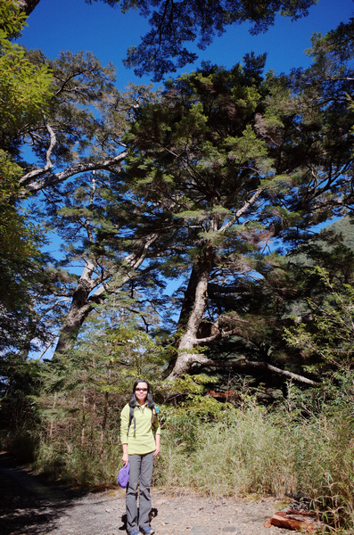 冬季的山區小旅行:南橫、福壽山、合歡溪古道 冬季的山區小旅行:南橫、福壽山、合歡溪古道