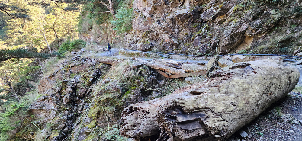冬季的山區小旅行:南橫、福壽山、合歡溪古道 冬季的山區小旅行:南橫、福壽山、合歡溪古道