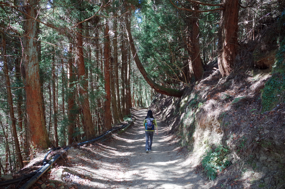 冬季的山區小旅行:南橫、福壽山、合歡溪古道 冬季的山區小旅行:南橫、福壽山、合歡溪古道