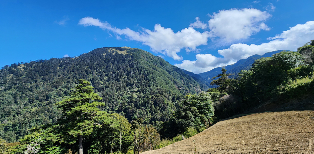 冬季的山區小旅行:南橫、福壽山、合歡溪古道