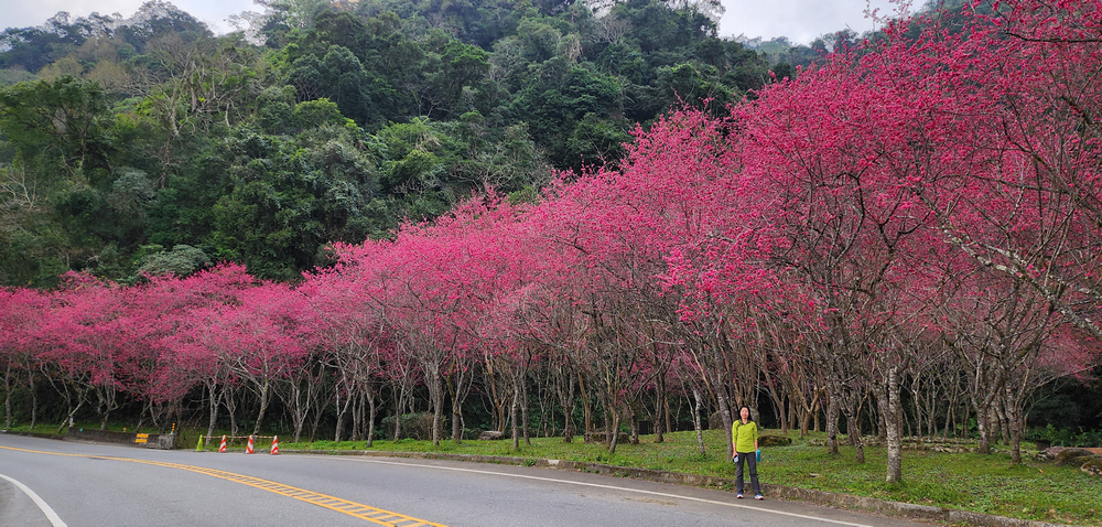 冬季的山區小旅行:南橫、福壽山、合歡溪古道 冬季的山區小旅行:南橫、福壽山、合歡溪古道