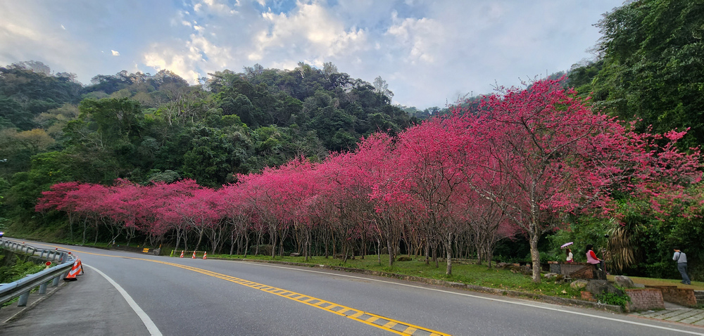 冬季的山區小旅行:南橫、福壽山、合歡溪古道 冬季的山區小旅行:南橫、福壽山、合歡溪古道