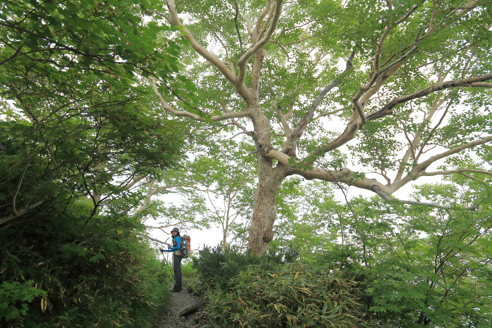 日本:後立山連峰之1~ 從八方尾根上唐松岳