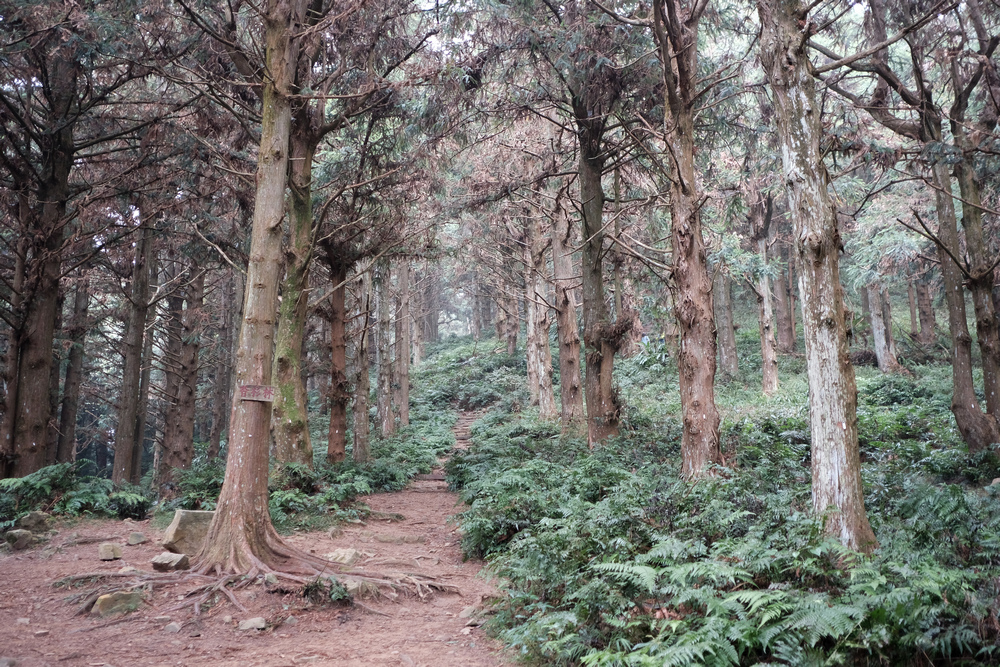 DSCF4446.jpg