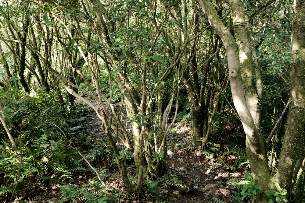 DSCF3095.jpg