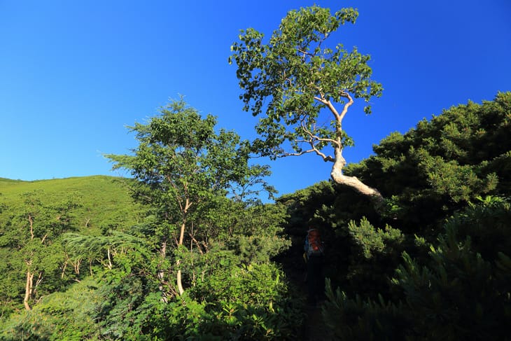 日本:燕‧槍‧表銀座縱走-4~槍的觀景台--喜作新道 日本:燕‧槍‧表銀座縱走-4~槍的觀景台--喜作新道
