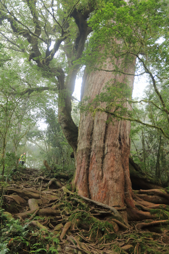 加羅湖之1-順登四季薰山 加羅湖之1-順登四季薰山