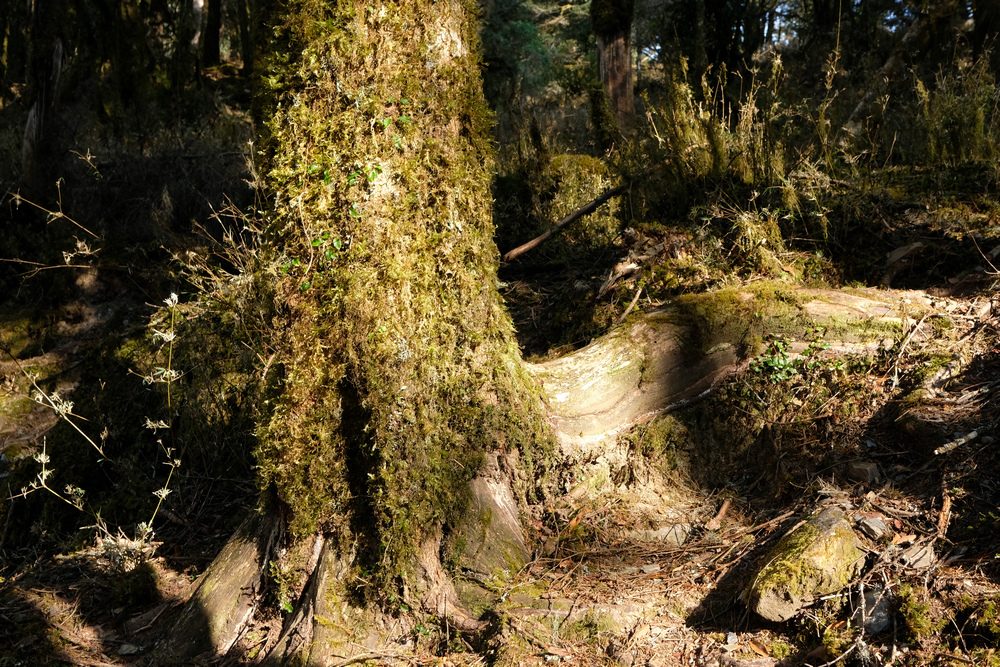 DSCF4074.jpg