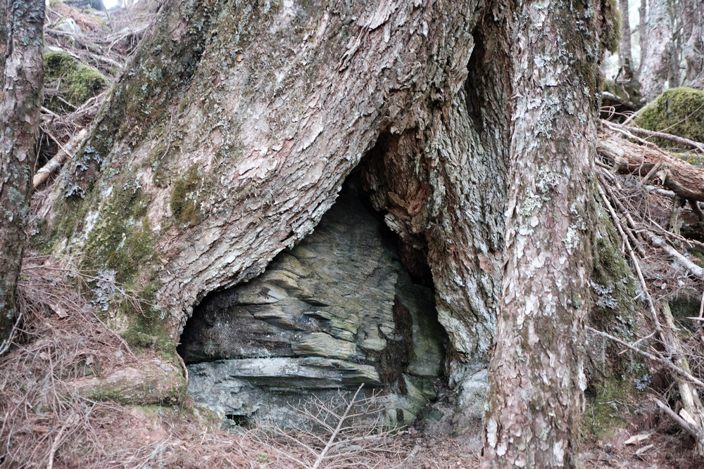 DSCF4230.jpg